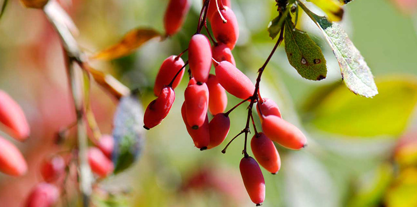 خواص زرشک تازه