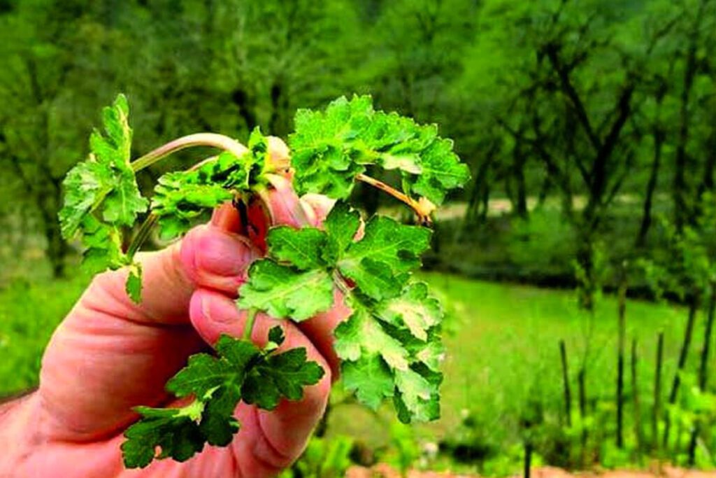 عکس سبزی چوچاق - جایگزین سبزی چوچاق - خرید سبزی چوچاق در تهران
