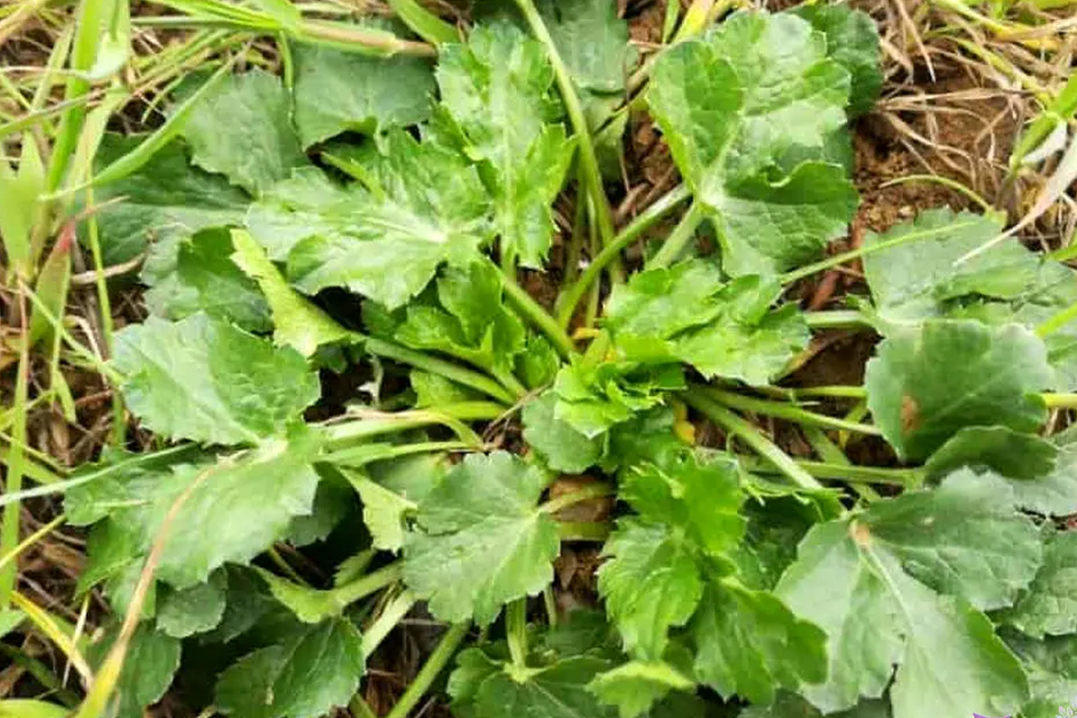 جایگزین سبزی چوچاق چیست