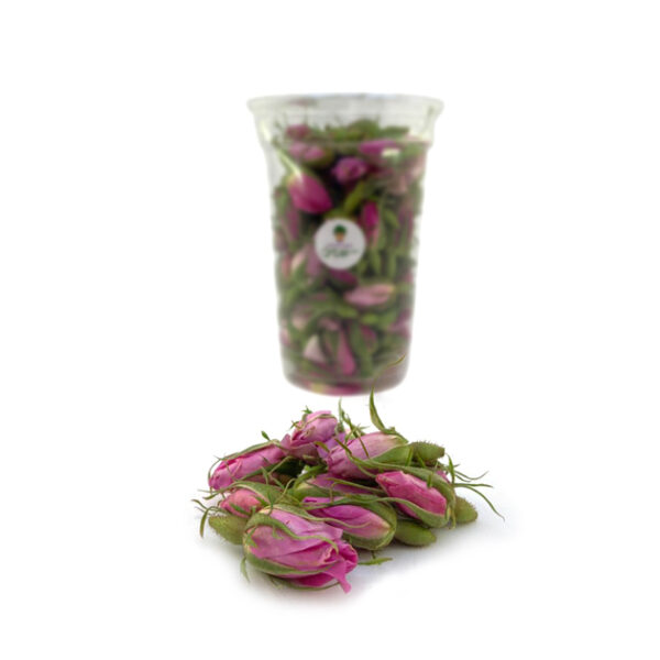 غنچه گل محمدی تازه