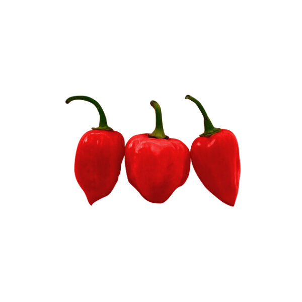 فلفل هندی یا هابانرو قرمز