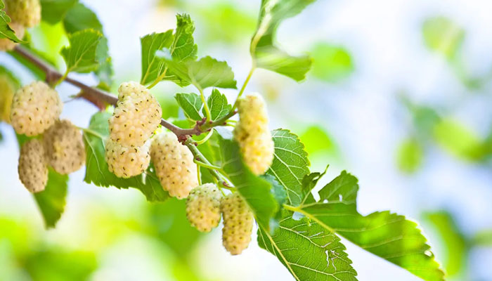 میوه های فصل بهار