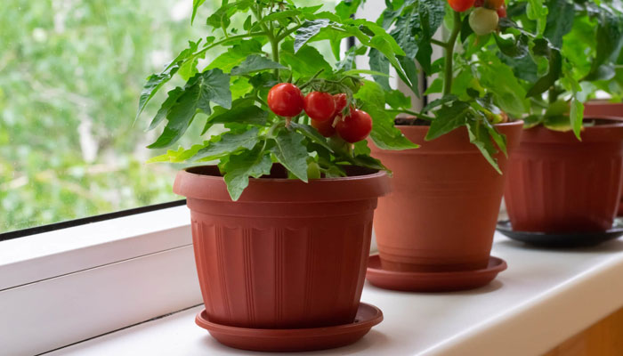 کاشت و پرورش گوجه گیلاسی