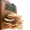 قیمت کیت پرورش قارچ خوراکی صدفی