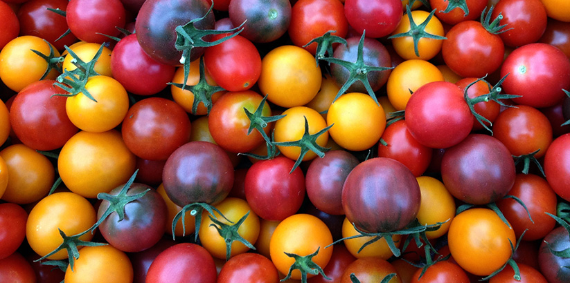 قیمت گوجه گیلاسی